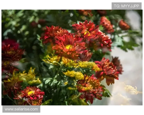 旗舰厅ag欢迎你，体验最精彩的线上娱乐盛宴，尽享丰富多彩的游戏乐趣